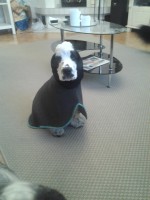 /album/patu/a13kevatta-007-jpg/